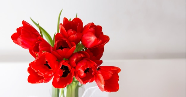 Detalle rojo fresco del ramo de los tulipanes con el fondo blanco