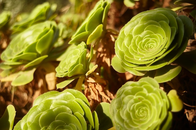 Detalle de un semperiverum, una planta suculenta que crea rosas verdes típicas del Mediterráneo