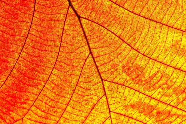 Detalle de textura de hoja en las hojas.