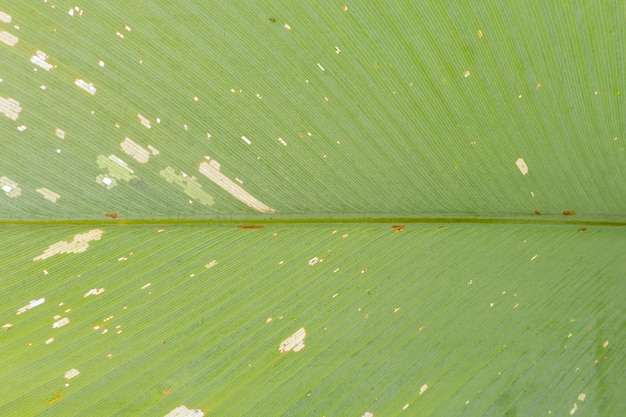 Detalle de textura de hoja verde