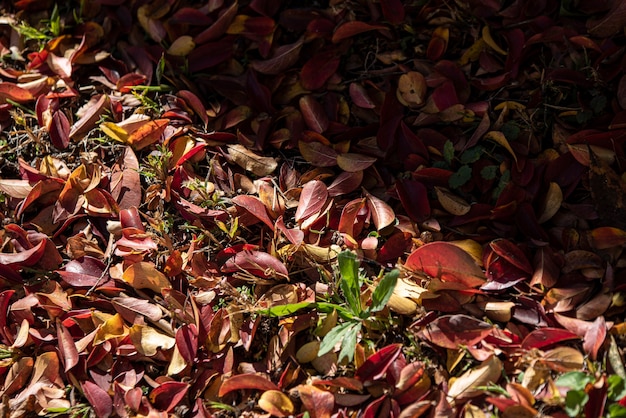 Detalle de la textura de las hojas de colores en el suelo del bosque