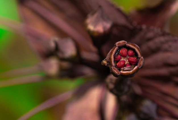 Detalle del tiro macro del insecto en el polen púrpura oscuro de la flor. Polinización por insecto en el bosque. Animales de vida silvestre. La vida de pequeños insectos en la selva. Flor exótica del bosque.