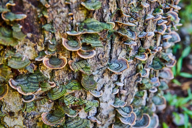 Foto detalle de tocón de árbol cubierto de cientos de hongos y setas