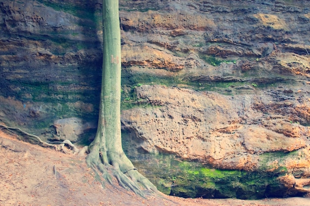 Detalle de un tronco de árbol en el fondo de rocas