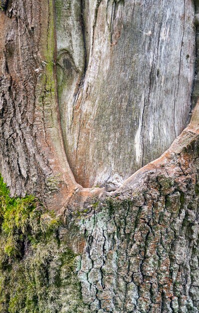 Detalle del tronco del árbol