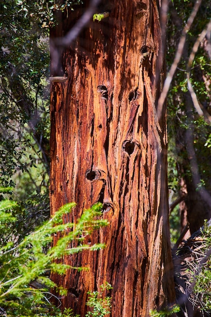 Detalle del tronco de un pino gigante con luz dorada