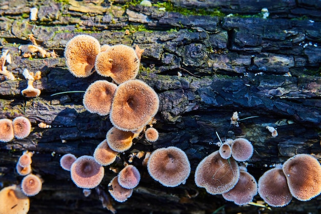 Detalle de troncos de árboles con hongos champiñones creciendo