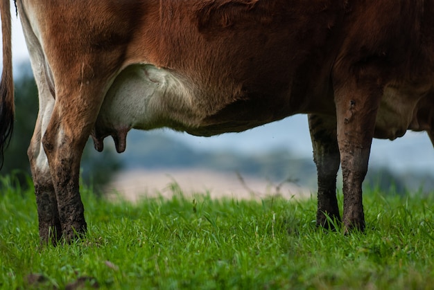 Detalle de una vaca lechera en los pastos de la granja