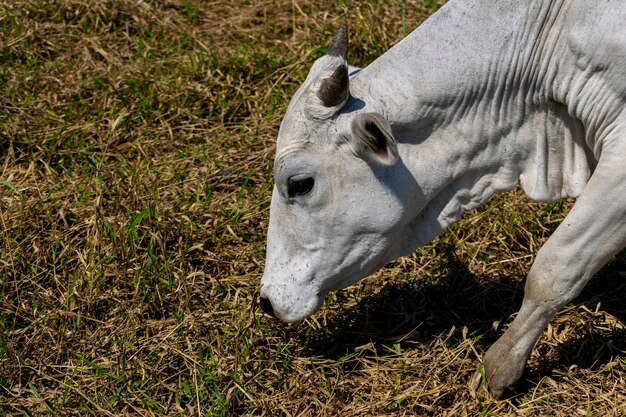 Detalle de vaca Nelore pastando pasto seco.