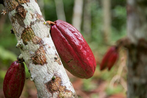 Detalle de vainas de cacao en una plantación de cacao orgánico en la selva peruana en la región de San Martín