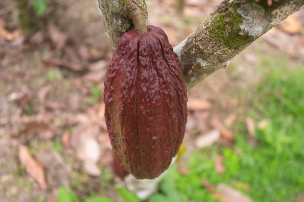 Foto detalle de vainas de cacao en una plantación de cacao orgánico en la selva peruana en la región de san martín
