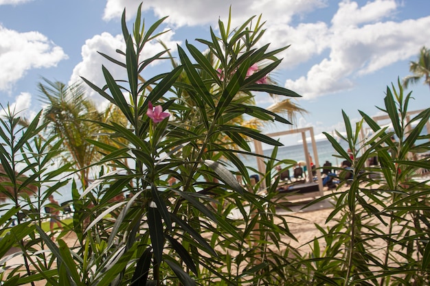 Detalle de la vegetación dominicana de una planta tropical