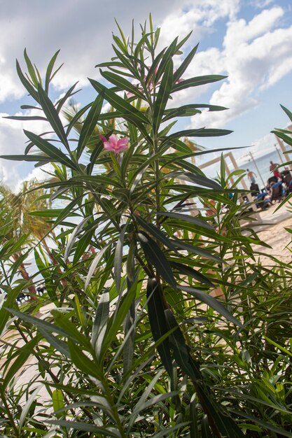 Detalle de la vegetación dominicana de una planta tropical