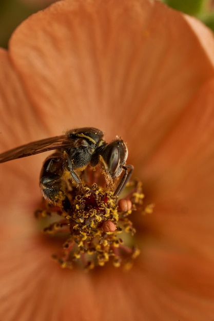 Detalles de una abeja Lambeojos Plebeia recogiendo polen de una flor rosa