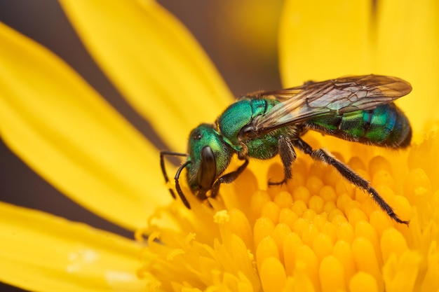 Foto detalles de una abeja verde sobre una flor amarilla augochlora