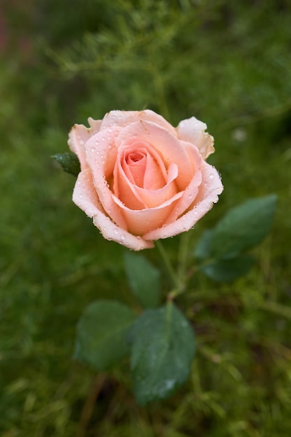 Detalles de algunas rosas y pétalos de rosa sobre hojas verdes