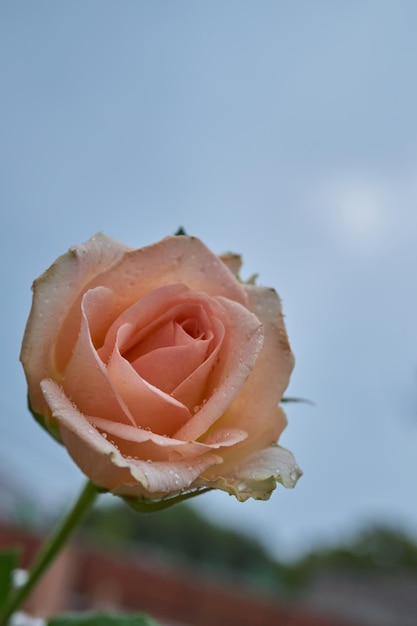 Detalles de algunas rosas y pétalos de rosa.