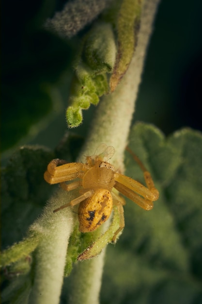 Detalles de una araña cangrejo amarilla.