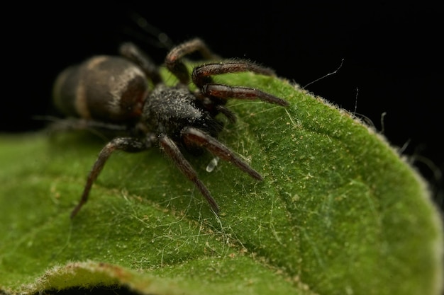 Detalles de una araña negra sobre una hoja verde