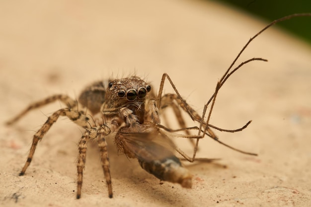 Detalles de una araña saltadora comiendo un insecto