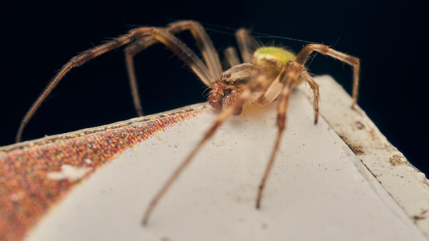 Detalles de una araña verde