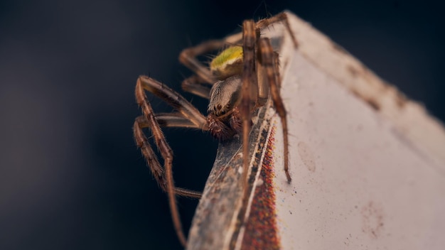 Detalles de una araña verde