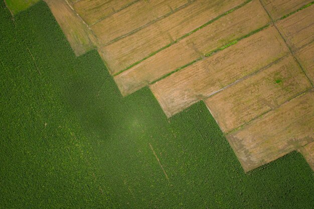 Los detalles del archivo y la fila de la superficie del área de Agricultura son campos de maíz y arrozales de vista aérea del agricultor