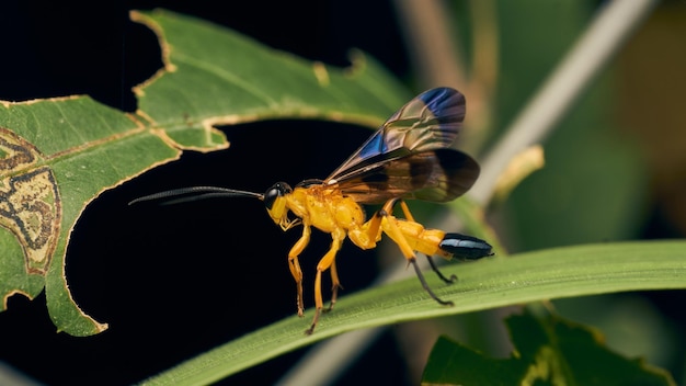 Detalles de una avispa amarilla con alas azules posada en una hierba Joppa