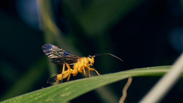 Detalles de una avispa amarilla con alas azules posada en una hierba Joppa