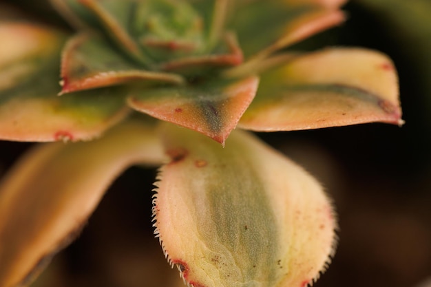 Detalles botánicos Una vista macro de las plantas