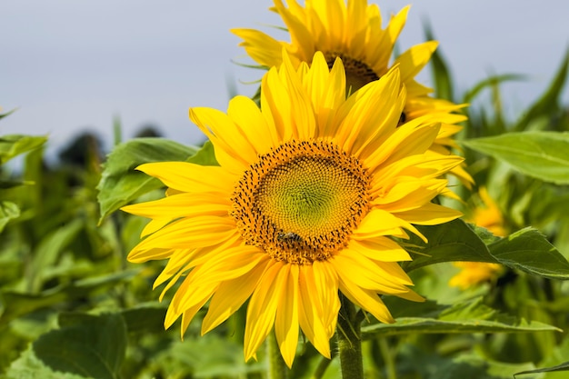 Detalles brillantes de inflorescencias de girasol.