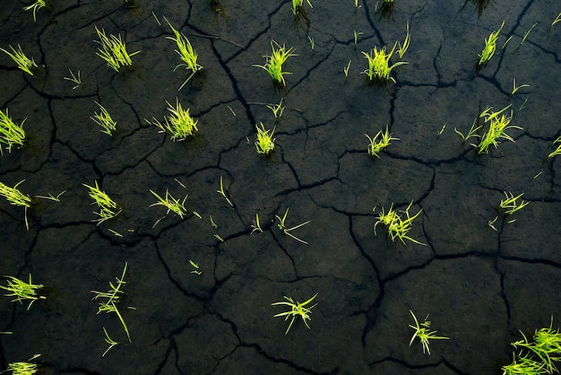 Detalles de los campos de arroz