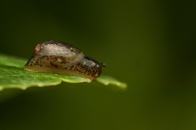 Detalles de un caracol recién nacido en una hoja verde