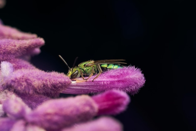 Foto detalles de una abeja verde metalizada sobre una planta violeta augochlorini