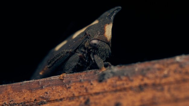 Foto detalles de una enchenopa negra caminando por un bosque