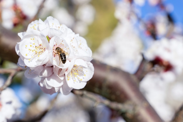 Detalles de flor de albaricoque, flores e insectos en primavera