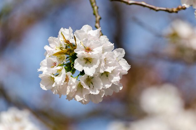 Detalles de flor de cerezo cerca del río Nishiki en Iwakuni Japón