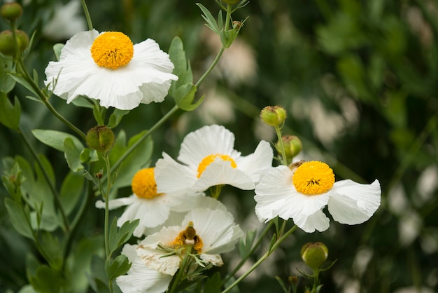 Detalles de las flores de amapola del árbol de California