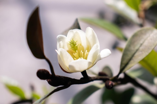 Foto detalles de las flores blancas de cerca