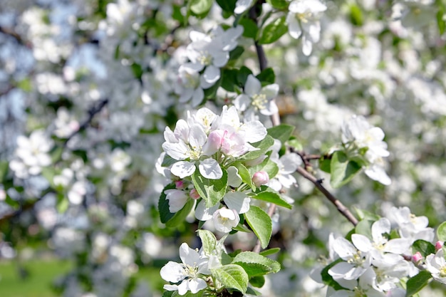 Detalles de flores de manzano blanco