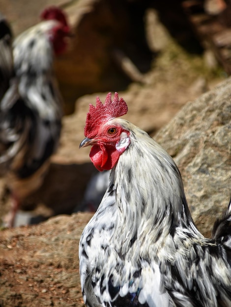 Detalles de un gallo de corral