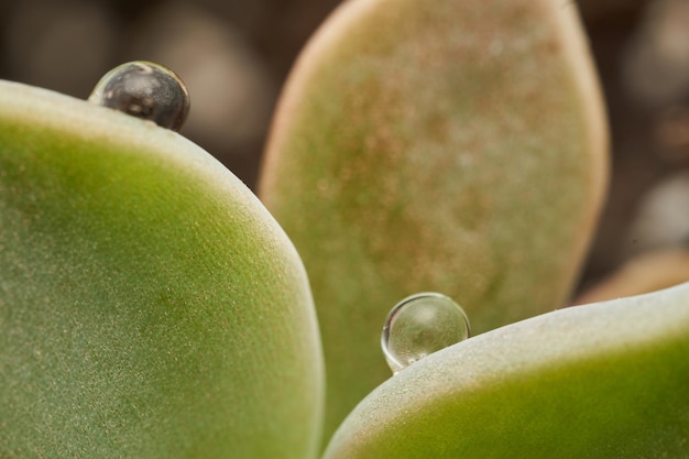 Detalles de una gota en una hoja verde