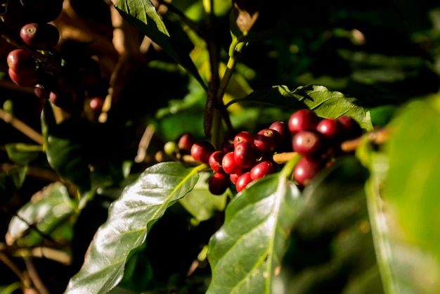Detalles de granos de café rojos Plantación de café orgánico en el oeste de la ciudad de Chiang Mai en tailandés