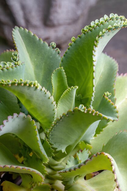 Detalles de las hojas de una planta crasulácea de la especie Kalanchoe laetivirens