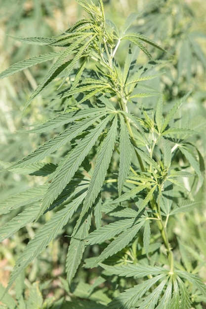 Detalles de hojas de plantas de cannabis o cáñamo en una granja de cannabis Hojas de marihuana