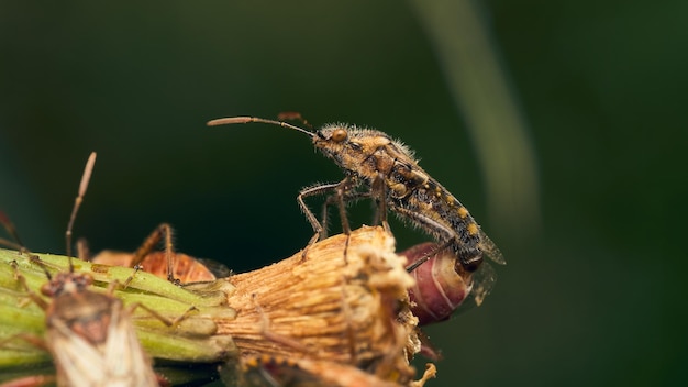 Detalles de un insecto rojo en algunas hojas de hierba verde