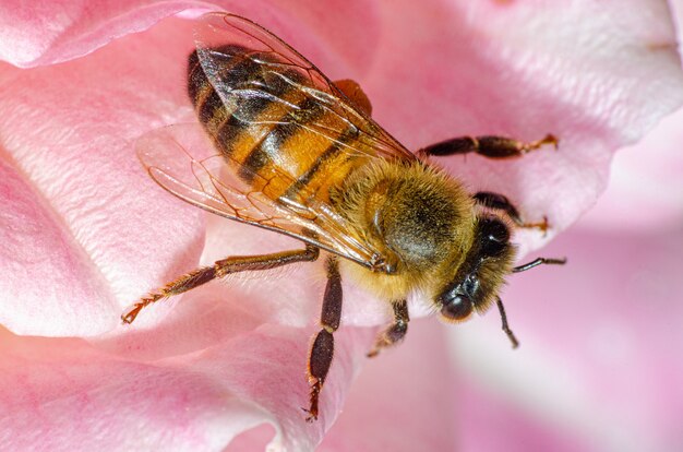 Detalles macro de una pequeña abeja en una rosa