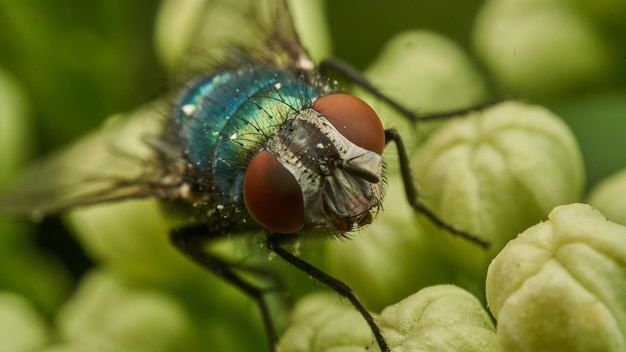 Detalles de una mosca encaramada en una planta verde