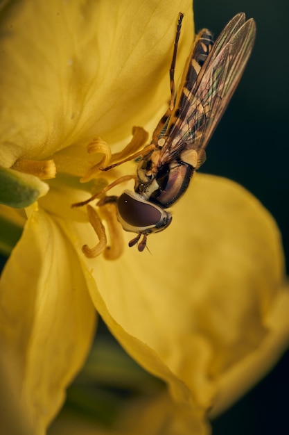 Foto detalles de una mosca flotante posada sobre una flor amarilla
