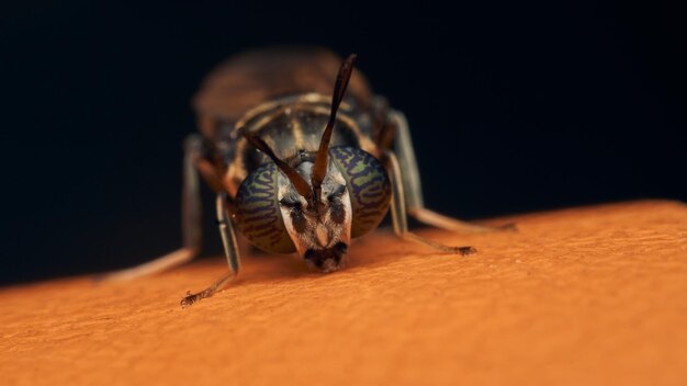 Detalles de una mosca soldado posado sobre una superficie naranja Hermetia illucens